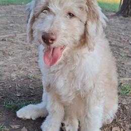 Eloise - Brown merle female Aussiedoodle puppy in Grand Saline, Texas from Aussies Acre