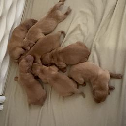 Girl 3 - Yellow female Labrador Retriever puppy in Wardensville, West Virginia from Sager’s Labrador Puppies
