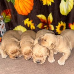 4th pick Golden retriever male - Golden male Golden Retriever puppy in Monticello, Iowa from Ashley’s Puppies