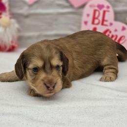 Strawberry - Cream female Dachshund puppy in Norwood, Missouri from Madra's Dashing Doxies