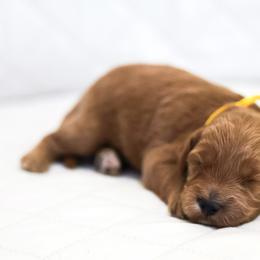Eleven - Caramel red female Australian Labradoodle puppy in Diamond Bar, California from Furrytaildoodles