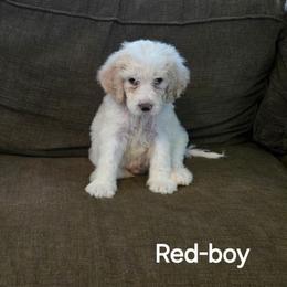 Rudy - Brown and white male Bernedoodle puppy in Columbia, Illinois from Hillcastle Breeders