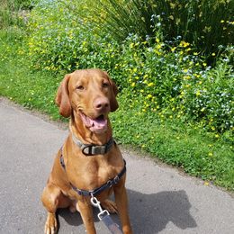 Uly (You Lee) - Vizsla