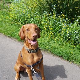 Uly (You Lee) - Vizsla