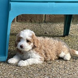 Aussiedoodle Puppies from Cadillac Mini Aussiedoodles, LLC