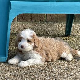 Aussiedoodle Puppies from Cadillac Mini Aussiedoodles, LLC