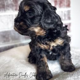 Amor - Black and tan male Cavapoo puppy in Knoxville, Tennessee from Adventure Doodles Club