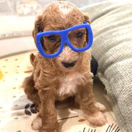 Peter Pan - Parti male Goldendoodle puppy in Pittsburg, Texas from Peachy Pine Goldendoodles