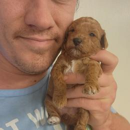 SQUEEKS - Apricot female Poodle puppy in San Tan Valley, Arizona from Desert Storm Poodles