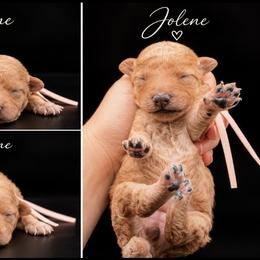 Jolene - Apricot female Poodle puppy in Live Oak, Florida from Grams Poodle Babies