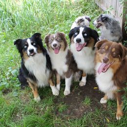 Miniature Australian Shepherds from Midnitestar Aussies and Training