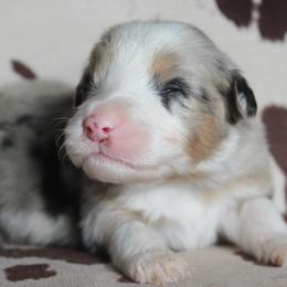 BOO - Blue merle male Australian Shepherd puppy in Star City, Arkansas from Blush & Lace Aussie Co.