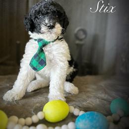 Bernedoodle Puppies from Hudson Shore Bernedoodles