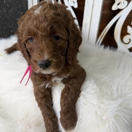 Goldendoodle and Poodle Puppies from Northern Heart Standards