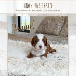 Peanut - Red  male Goldendoodle puppy in Bell Buckle, Tennessee from Precious Puptown Doodles