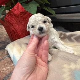 Girl 2 - female Bichon Frise puppy in Winslow Township, New Jersey from Charmed Bichons