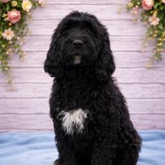 Sarah - Black and white female Springerdoodle puppy in Lisbon, Ohio from Willow Lane Doodles