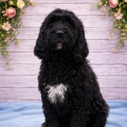 Sarah - Black and white female Springerdoodle puppy in Lisbon, Ohio from Willow Lane Doodles