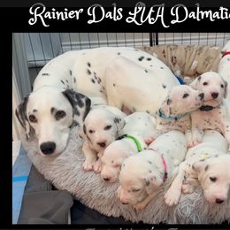 Dalmatian Puppies from Rainier DALS LUA Dalmatians