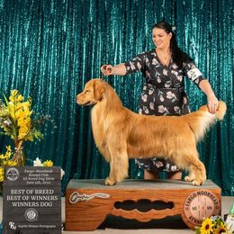 Dealer - Golden Retriever
