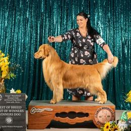 Dealer - Golden Retriever