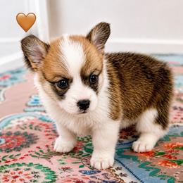 Soleil - Orange Collar Girl - Red female Pembroke Welsh Corgi puppy in Yulee, Florida from Pembroke Welsh Corgis at Belle Haven