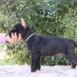 Black collar - Black brindle male Cane Corso puppy in Caliente, California from Rafter Cross 7