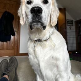 Golden Retriever All Grown Up from West KY Goldens and Doodles