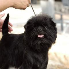 Smithy - Affenpinscher