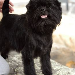 Smithy - Affenpinscher