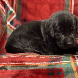 Labrador Retriever Puppies from David Knott's Labrador Retrievers