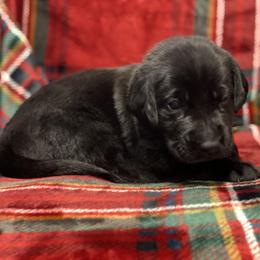 Labrador Retriever Puppies from David Knott's Labrador Retrievers