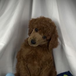 Poodle Puppies from Prissy Pants Poodles LLC