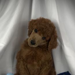 Poodle Puppies from Prissy Pants Poodles LLC