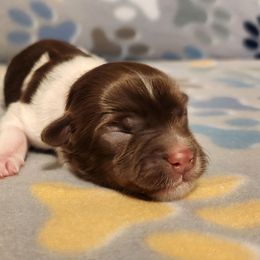 Darla - Chocolate female Havanese puppy in Hall County, Texas from Coyle Havanese Babies
