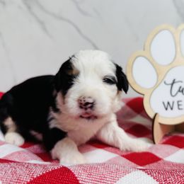 Ziti- Purple Collar - Tri-color female Bernedoodle puppy in Katy, Texas from Bluebonnet Bernedoodles of Southeast Texas