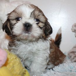 Boy 1 - Silver and white male Shih Tzu puppy in Craig, Colorado from Rocky Mountain Shih Tzus and Dry Creek Miniature Dachshunds