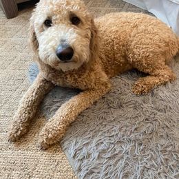 Goldendoodle All Grown Up from Whispering Ridge Doodles