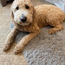 Goldendoodle All Grown Up from Whispering Ridge Doodles