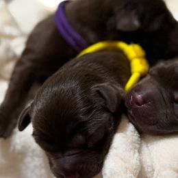 Yellow - Chocolate female Labrador Retriever puppy in Huntington, Texas from Soggy Bottom Retrievers