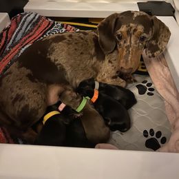 Dachshund puppies from El Dachshunds