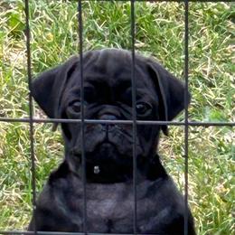 Black boy 1 - Black male Pug puppy in Norborne, Missouri from Pug Palace