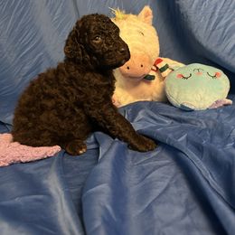 Hagrid - Brown Poodle puppy in Atlanta, Georgia from Syren House Doodles & Poodles