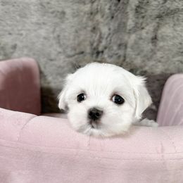 Princess Ella - White female Maltese puppy in Vinton, Louisiana from Dreams & Love Maltese