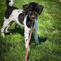 Dandi - Poodle