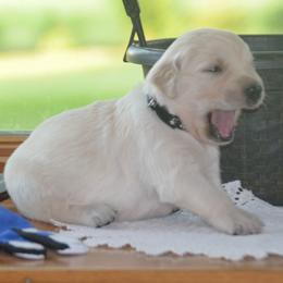 Charles (black collar) - Light golden male Golden Retriever puppy in Webster City, Iowa from Whispering Pines Precious Puppies
