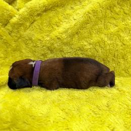 Purple girl - Fawn female Boxer puppy in Marion, Montana from Serendipity's European Boxers