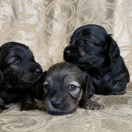 Dachshund Puppies from Hidden Haven Dachshunds