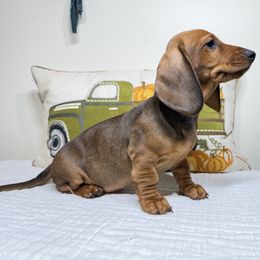 Ginger - Red female Dachshund puppy in Bala Cynwyd, Pennsylvania from Hotdawgz Standard AKC Dachshunds