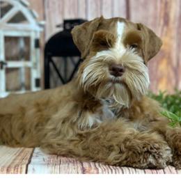 Inferno - Miniature Schnauzer